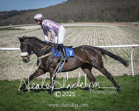 Race 6 - Veteran horse (46 of 109)