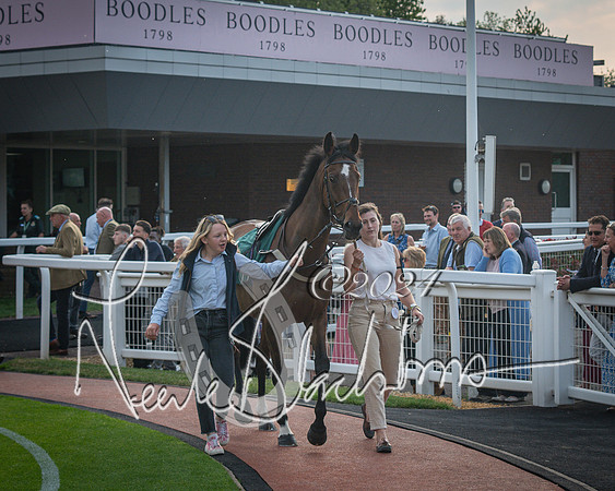 Race 5 - Mares Open Hunter Steeplechase 3m2f 70y (8 of 269)