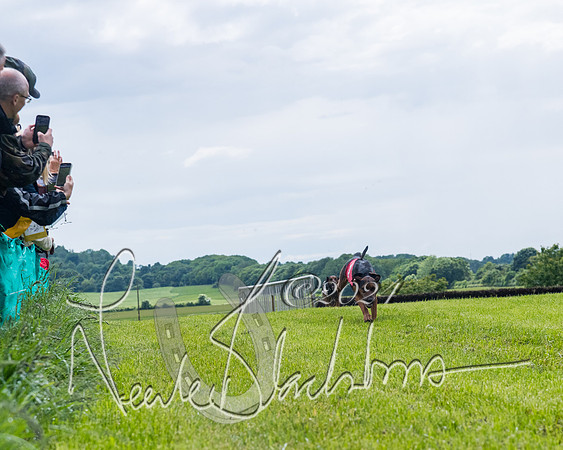 Race 7 - Hound Race etc (20 of 108)