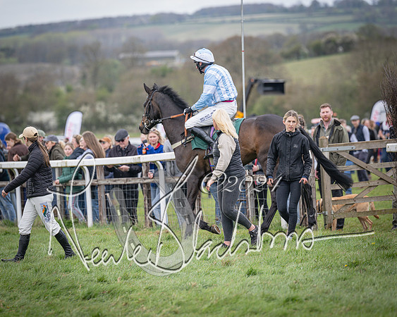 Race 2 - Tattersalls Cheltenham 4 year old Maiden (14 of 85)