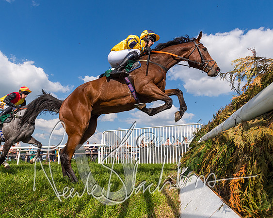 Race 5 - Restricted Race  (127 of 360)
