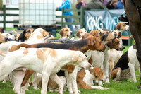 Pytchley - Hounds and friends 4