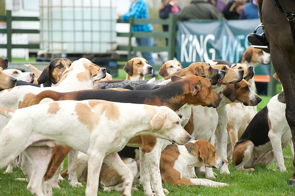 Pytchley - Hounds and friends 4