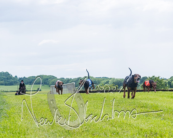 Race 7 - Hound Race etc (86 of 108)