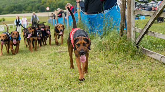 Hound Race  (48 of 49)