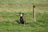 Pony Races -  1