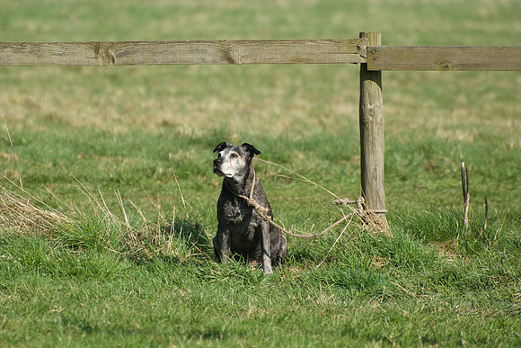 Pony Races -  1
