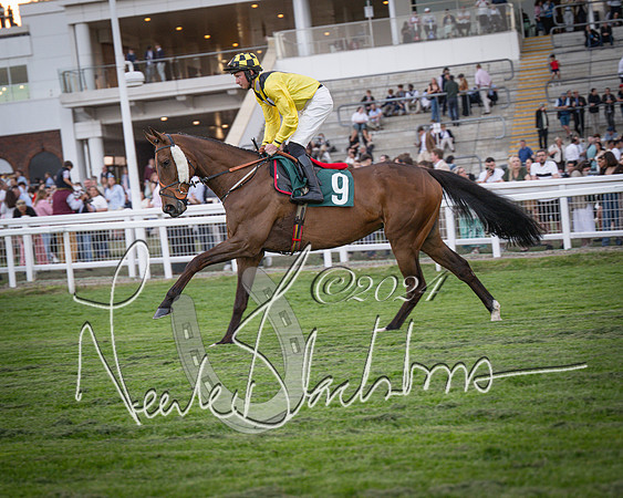 Race - 7 The Royal Gloucester Hussars Open Hunter's steeplechase 2m4f 127y (30 of 210)