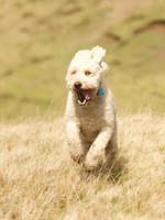 Poppy and pals 2014 -  2