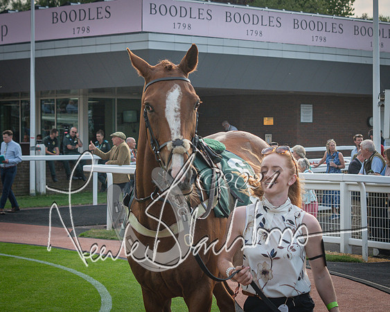 Race 5 - Mares Open Hunter Steeplechase 3m2f 70y (3 of 269)
