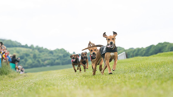 Hound Race  (15 of 49)