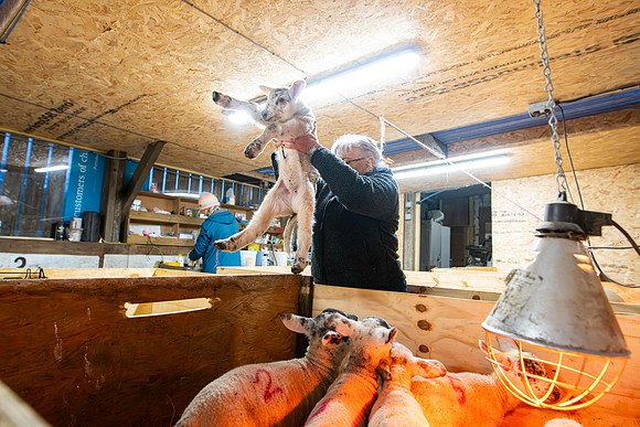 Lambing (52 of 111)