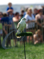 picture-14