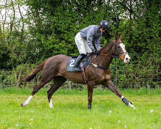 Race 3 - Young Horse Maiden (7 of 216)