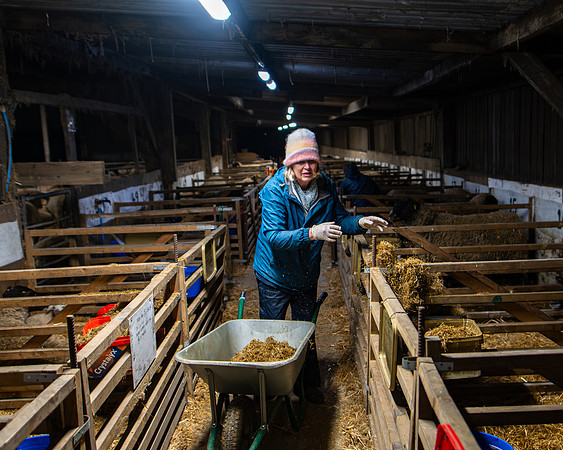 Lambing (106 of 111)