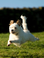 Pets 1