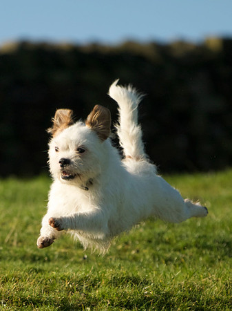 Pets 1