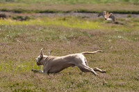 WCGB-27JUL-2013 Grouse Test Day  20
