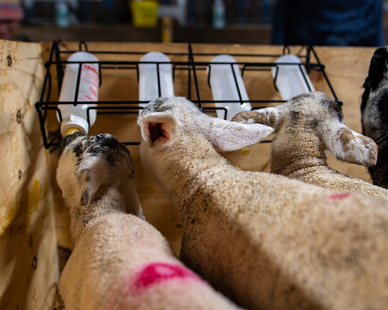 Lambing (77 of 111)
