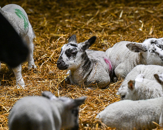 Lambing (111 of 111)