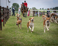Race 1 - the Grafton adjacent hunts conditions race (level 2) (3 of 120)