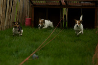 1 -Terrier Races 12
