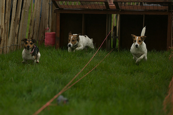 1 -Terrier Races 12