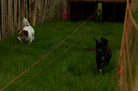 1 -Terrier Races 8
