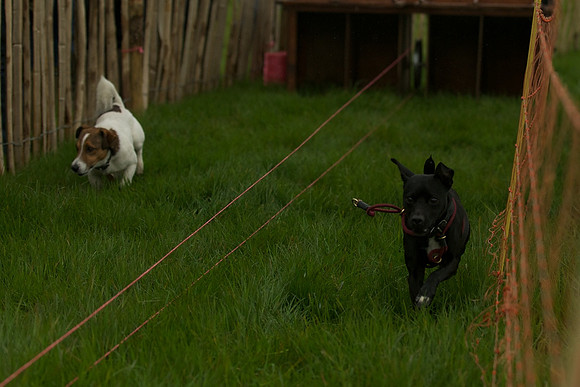 1 -Terrier Races 8