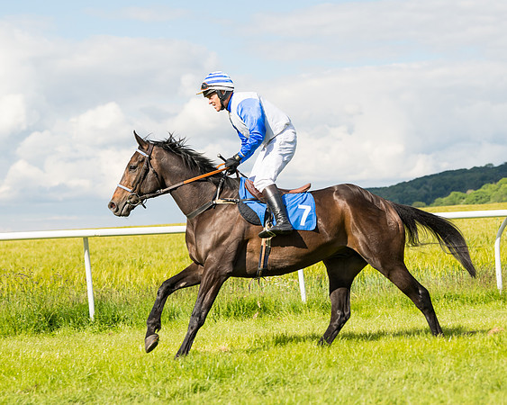 Race 5 - Restricted  (20 of 136)