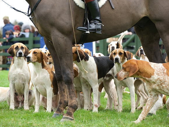 Pytchley - Hounds and friends 8