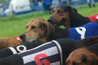 Race 4 - Hounds