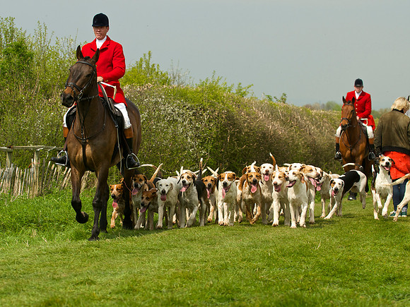 Ponies and Hounds 16