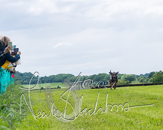 Race 7 - Hound Race etc (27 of 108)