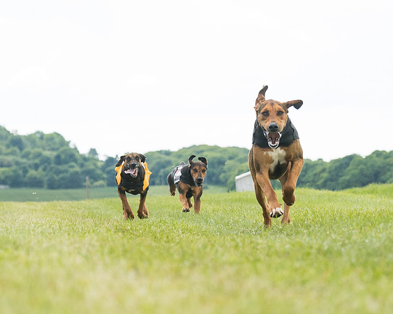 Hound Race  (37 of 49)