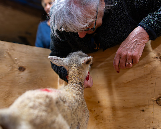Lambing (87 of 111)
