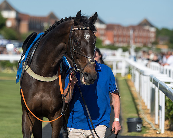 Race 1 - PPSA Open Hunter chase (11 of 78)