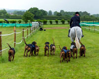 Race 7 - Hound Race etc (15 of 108)