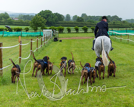 Race 7 - Hound Race etc (15 of 108)