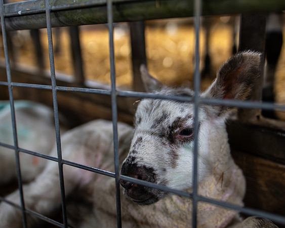 Lambing (73 of 111)