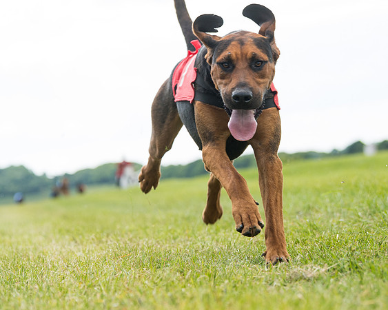 Hound Race  (22 of 49)