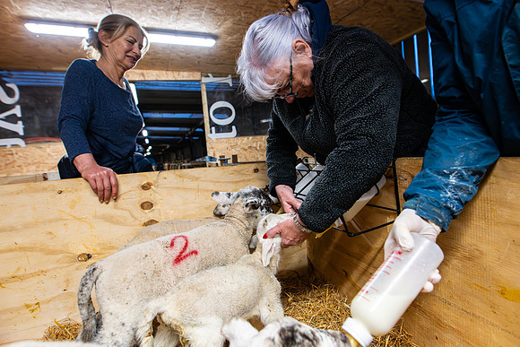 Lambing (37 of 111)