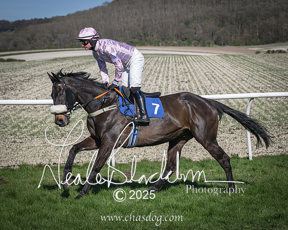 Race 6 - Veteran horse (45 of 109)