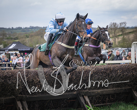 Race 2 - Tattersalls Cheltenham 4 year old Maiden (21 of 85)