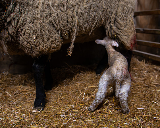 Lambing (95 of 111)