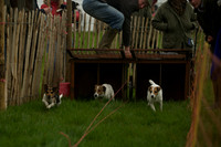 1 -Terrier Races 11