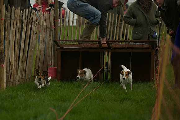 1 -Terrier Races 11