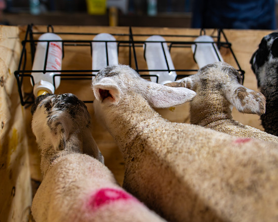 Lambing (76 of 111)
