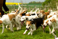 Ponies and Hounds 19