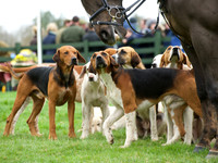 Pytchley - Hounds and friends 9